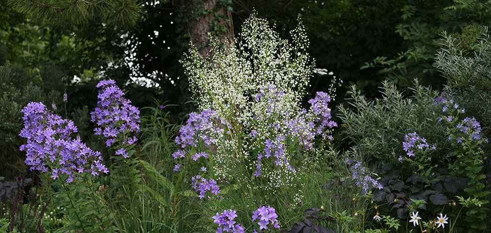 Wiltshire special plants